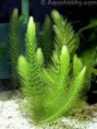 /album/hs-peixes-ornamentais/rabo-de-raposa-planta-jpg/